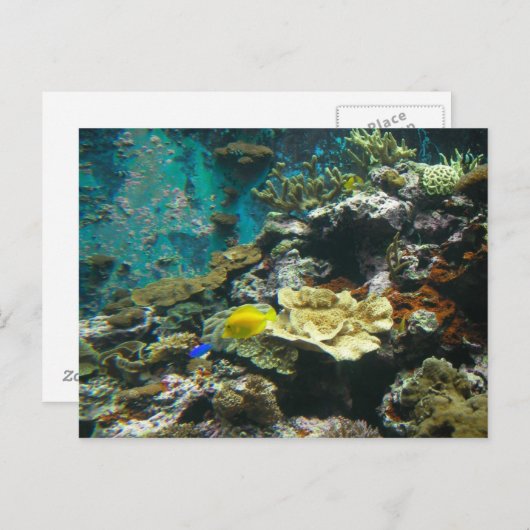 Farbenfrohe Unterwasserwelt/Korallenriff Meeresleb Postkarte (Vorne/Hinten)