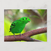 Farbenfrohe Vögel Postkarte (Vorderseite)