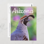 Farbenfrohe Wachtel, Arizona Postkarte (Vorne/Hinten)