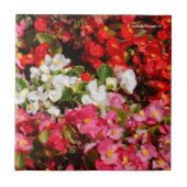 Farbenfrohe Wax Begonias Fliese (Vorderseite)