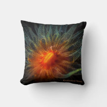 Farbenfrohe Weichkoralle, Marine-Blume