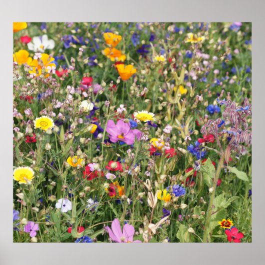 Farbenfrohe Wildblume Wiese, lebendiges Muster. Poster (Vorne)