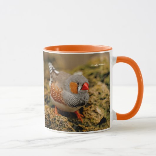 Farbenfrohe Zebra Finch Songbird auf den Felsen Tasse (Rechts)