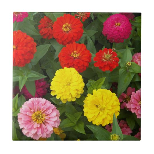 Farbenfrohe Zinnia-Blume Fliese (Vorderseite)