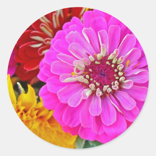 Farbenfrohe Zinnia-Blume Runder Aufkleber (Vorderseite)