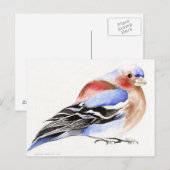 Farbenfroher Chaffinch 2011 Postkarte (Vorne/Hinten)
