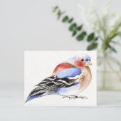 Farbenfroher Chaffinch 2011 Postkarte (Stehend Vorderseite)