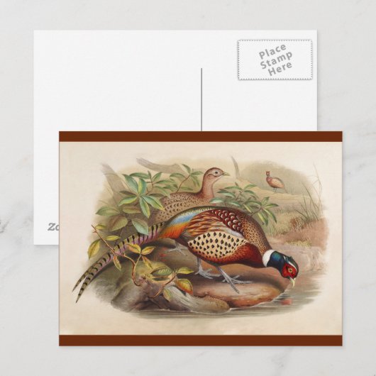 Farbenfroher Fasan Postkarte (Vorne/Hinten)