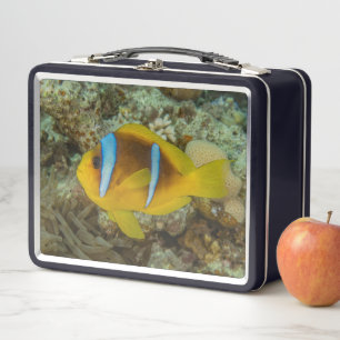 Farbenfroher Fisch Schwimmen im Roten Meer Eilat I Metall Brotdose