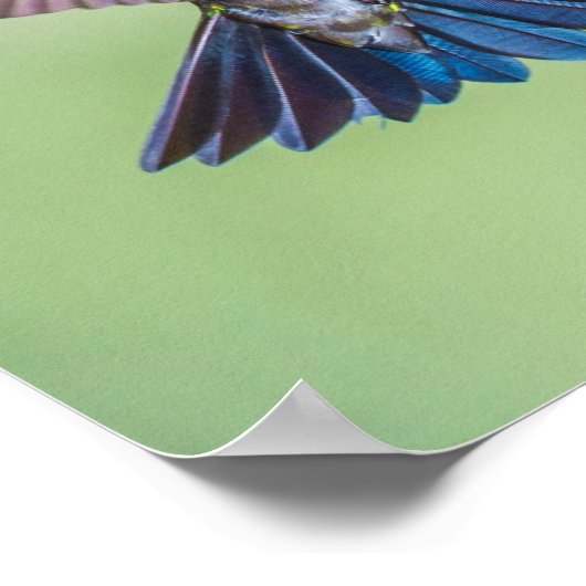 Farbenfroher Flying Hummingbird Poster (Ecke)
