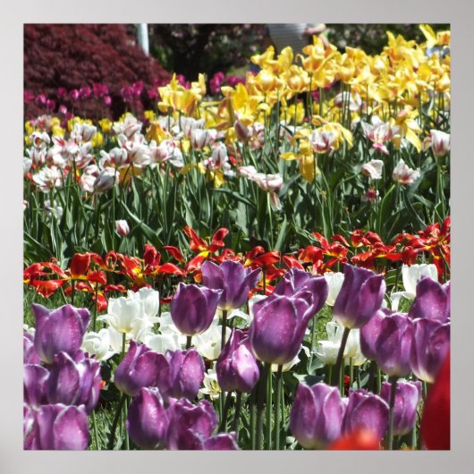 Farbenfroher Frühlingsholzgarten, Elisabeth Park Poster (Vorne)