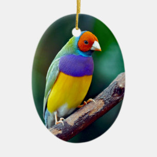 Farbenfroher Gouldamadine Keramikornament
