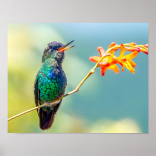 Farbenfroher Hummingbird auf Orange Blossom Poster