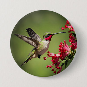 Farbenfroher Kolibri Button
