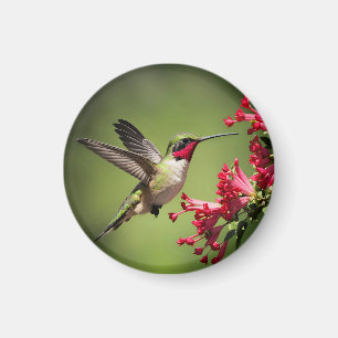 Farbenfroher Kolibri Magnet