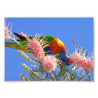 Farbenfroher Regenbogen-Lori-Vogel beim Nektaresse Fotodruck