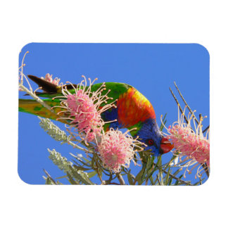 Farbenfroher Regenbogen-Lori-Vogel beim Nektartrin Magnet