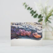 Farbenfroher Starfish am Bob Postkarte (Stehend Vorderseite)