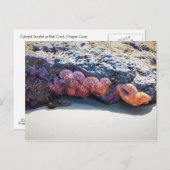 Farbenfroher Starfish am Bob Postkarte (Vorne/Hinten)