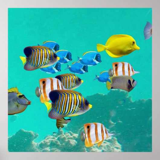 Farbenfroher tropischer Fisch Ein Korallenriff Poster (Vorne)