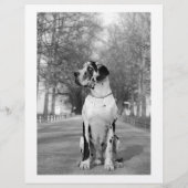 Farbenfrohes Abreiß-Hunde-Flugblatt Flyer (Hinten)