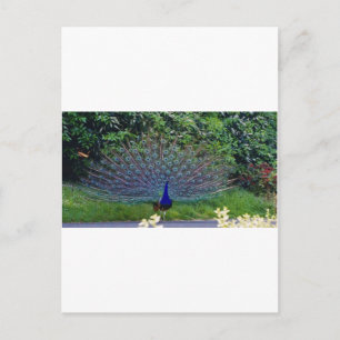 Farbenfrohes Muster Vogel Pfau Kunst Indisches Sch Postkarte