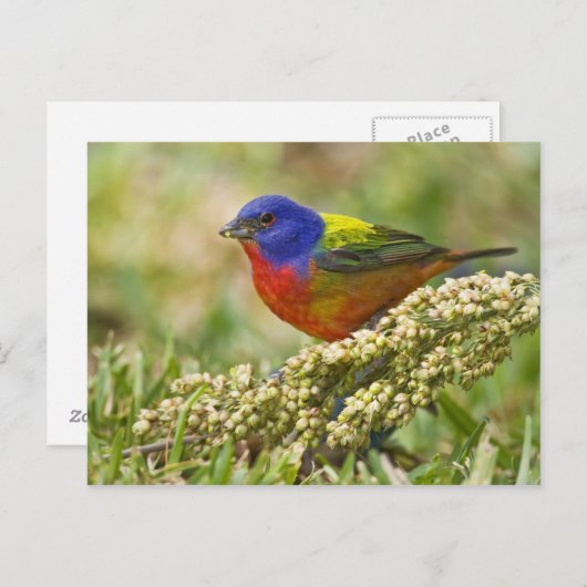 Farbenjagd Postkarte (Vorne/Hinten)