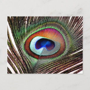 Farbenreiche Kupfer-Pfauenfeder Postkarte