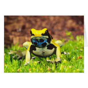 Färberfrosch, Dendrobates tinctorius,