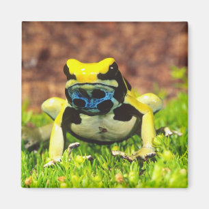 Färberfrosch, Dendrobates tinctorius, Magnet