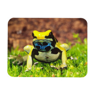 Färberfrosch, Dendrobates tinctorius, Magnet