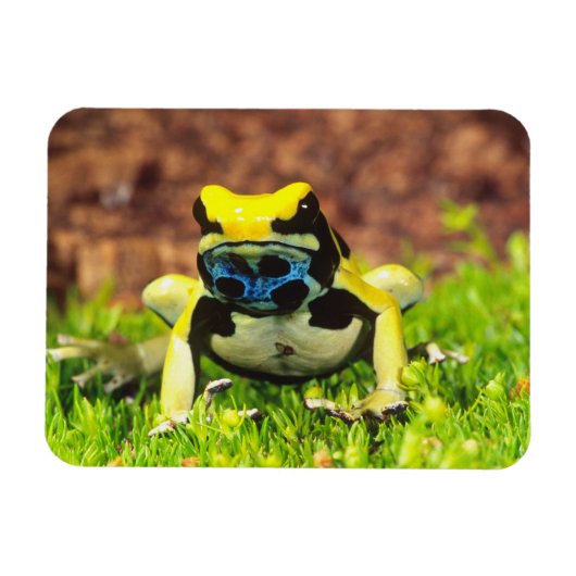 Färberfrosch, Dendrobates tinctorius, Magnet (Horizontal)