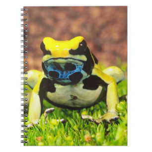 Färberfrosch, Dendrobates tinctorius, Notizblock