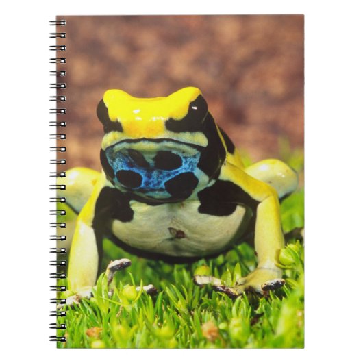 Färberfrosch, Dendrobates tinctorius, Notizblock (Vorderseite)