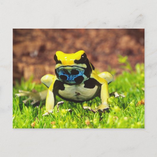 Färberfrosch, Dendrobates tinctorius, Postkarte (Vorderseite)