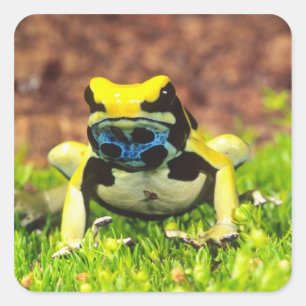 Färberfrosch, Dendrobates tinctorius, Quadratischer Aufkleber