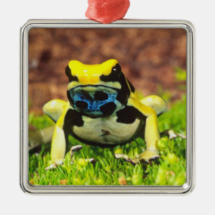 Färberfrosch, Dendrobates tinctorius, Silbernes Ornament