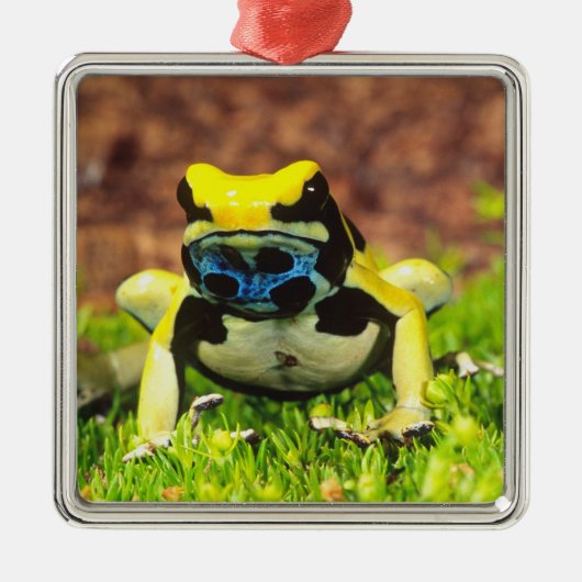 Färberfrosch, Dendrobates tinctorius, Silbernes Ornament (Vorne)