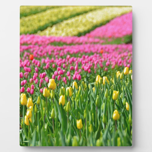 Farbfelder Fotoplatte (Vorderseite)