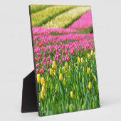 Farbfelder Fotoplatte (Seite)