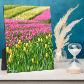 Farbfelder Fotoplatte (Seite)