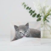 Farbfernseher aus der Katze Horizontale Postkarte (Stehend Vorderseite)