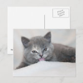 Farbfernseher aus der Katze Horizontale Postkarte (Vorne/Hinten)