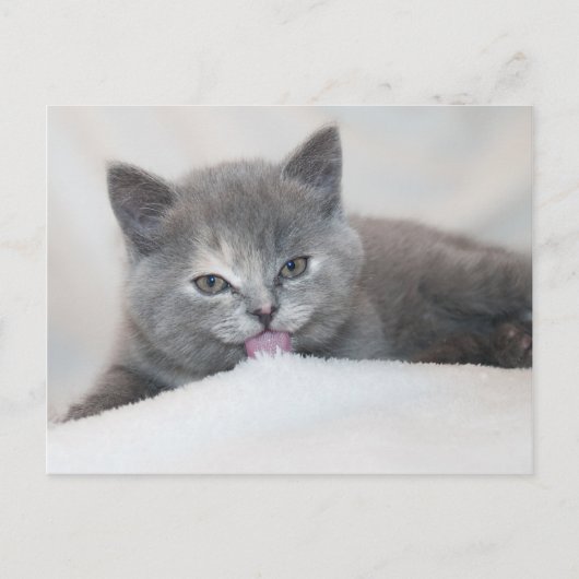 Farbfernseher aus der Katze Horizontale Postkarte (Vorderseite)