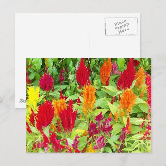 FARBFLÄCHE #1 POSTKARTE (Vorne/Hinten)