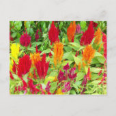 FARBFLÄCHE #1 POSTKARTE (Vorderseite)