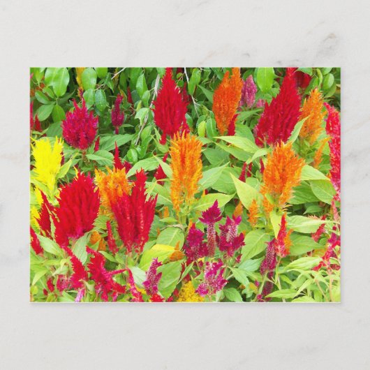 FARBFLÄCHE #1 POSTKARTE (Vorderseite)