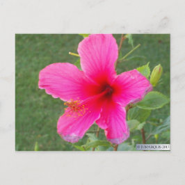 FARBFLORA #6 POSTKARTE