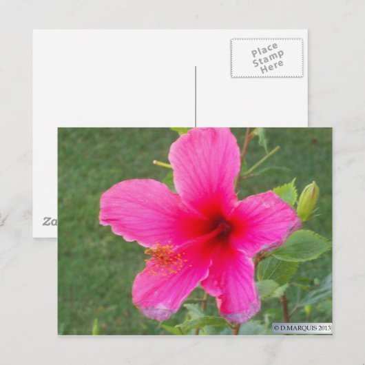 FARBFLORA #6 POSTKARTE (Vorne/Hinten)