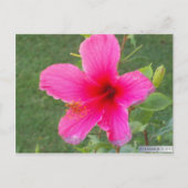 FARBFLORA #6 POSTKARTE (Vorderseite)